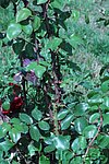 Rose Centenaire de Lourdes