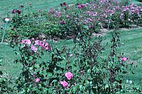 Rose Centenaire de Lourdes