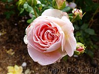 Rose Abraham Darby