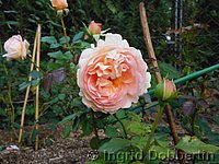 Rose Abraham Darby