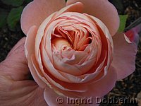 Rose Abraham Darby