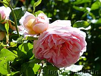 Rose Abraham Darby