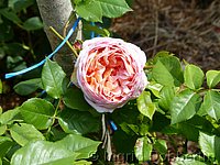 Rose Abraham Darby