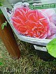 Rose Abraham Darby