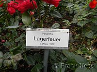 Rose Lagerfeuer