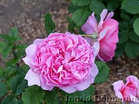 Rose Princess Alexandra of Kent