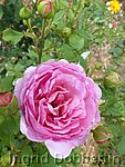 Rose Princess Alexandra of Kent