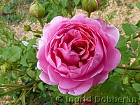 Rose Princess Alexandra of Kent