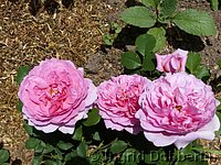 Rose Princess Alexandra of Kent