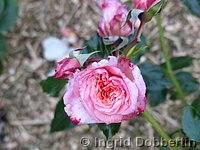 Rose Barock