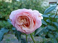 Rose Barock