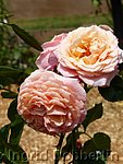 Rose Barock