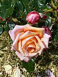 Rose Barock