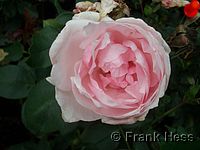 Rose La Nina