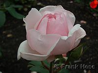 Rose La Nina