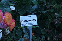 Rose Gartenspass