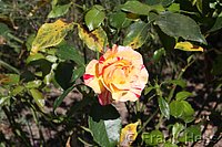 Rose Camille Pissaro