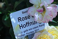 Rose Rose der Hoffnung