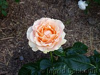 Rose Alpina