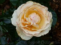 Rose Alpina