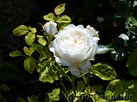 Rose Glamis Castle