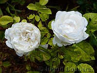 Rose Glamis Castle