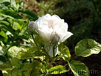 Rose Glamis Castle