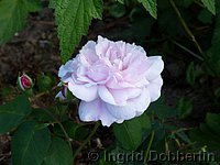 Rose Fantin Latour