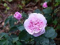 Rose Fantin Latour