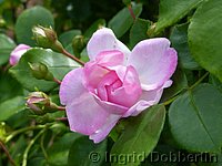 Rose Fantin Latour