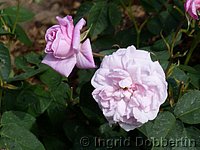 Rose Fantin Latour