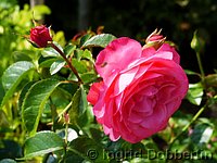 Rose Rosanna