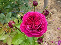 Rose Falstaff