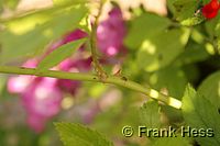 Rose Perennial Blue