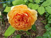 Rose Crown Princess Margareta