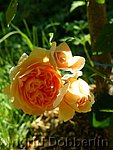 Rose Crown Princess Margareta