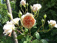 Rose Crown Princess Margareta