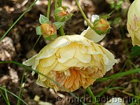 Rose Crown Princess Margareta