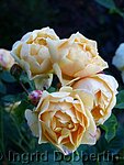 Rose Crown Princess Margareta