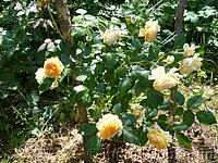 Rose Crown Princess Margareta