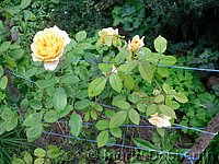 Rose Crown Princess Margareta