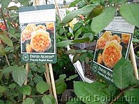 Rose Crown Princess Margareta