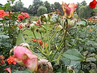 Rose Mireille Mathieu