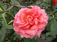 Rose Mondiale