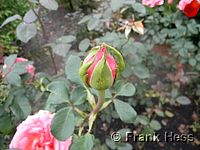 Rose Mondiale