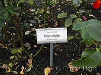 Rose Mondiale