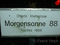 Rose Morgensonne 88