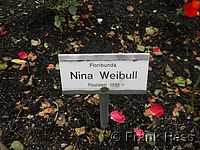 Rose Nina Weibull