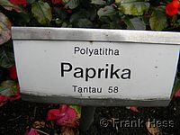 Rose Paprika