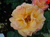 Rose Philippe Noiret